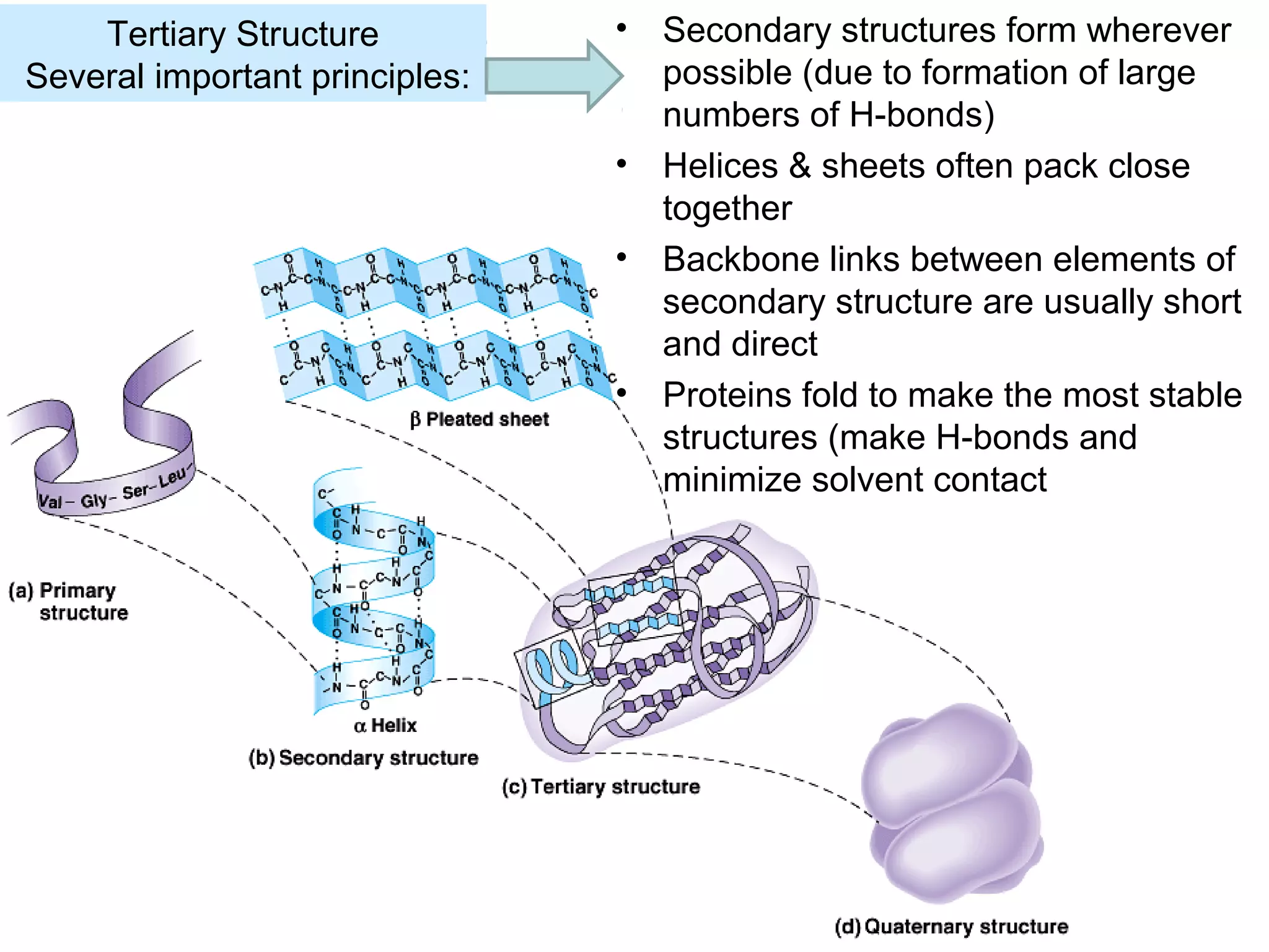 Tertiary Structure
Several important principles:
• Secondary structures form wherever
possible (due to formation of large
numbers of H-bonds)
• Helices & sheets often pack close
together
• Backbone links between elements of
secondary structure are usually short
and direct
• Proteins fold to make the most stable
structures (make H-bonds and
minimize solvent contact
 