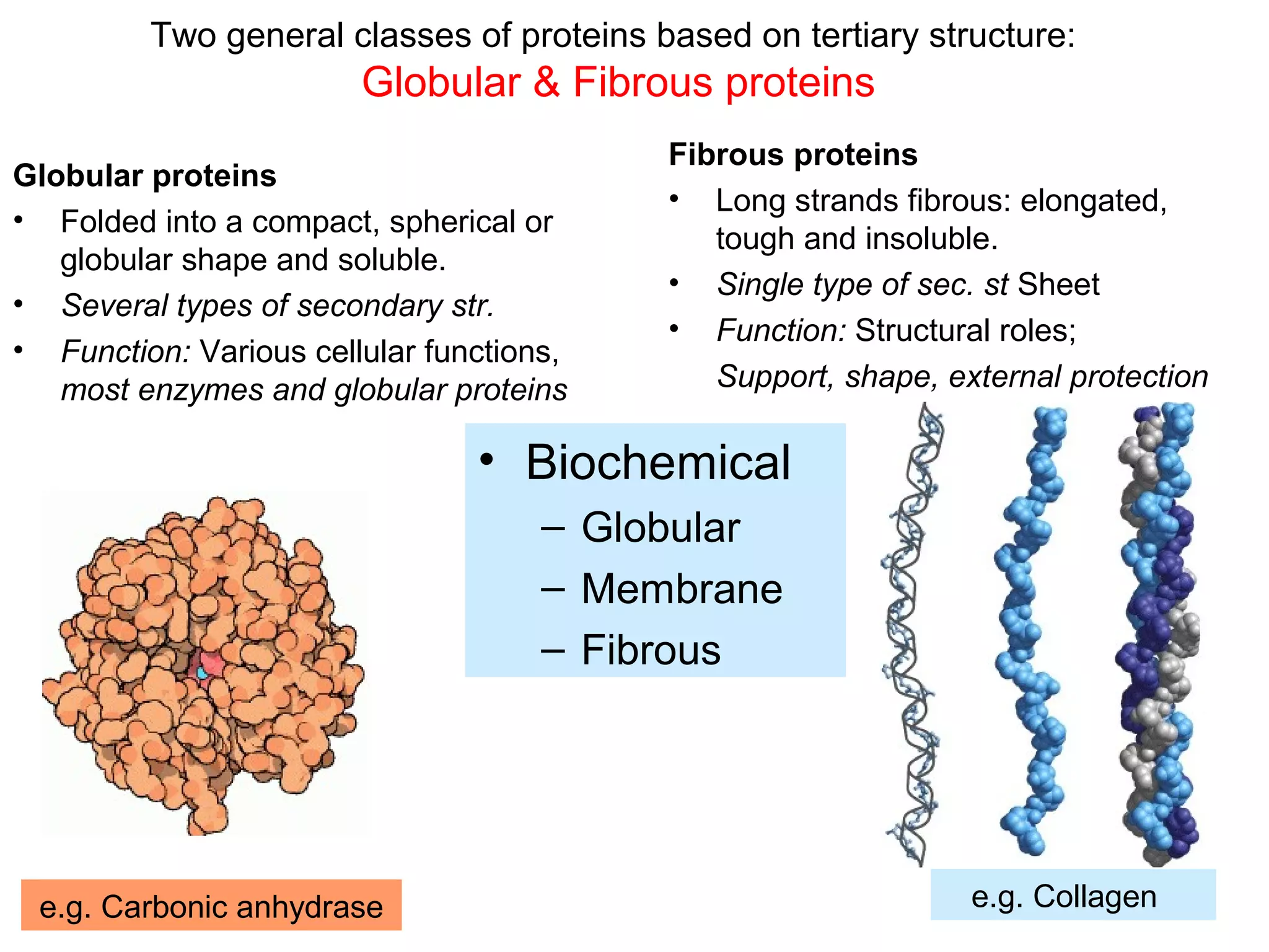 Two general classes of proteins based on tertiary structure:
Globular & Fibrous proteins
e.g. Carbonic anhydrase e.g. Collagen
• Biochemical
– Globular
– Membrane
– Fibrous
Globular proteins
• Folded into a compact, spherical or
globular shape and soluble.
• Several types of secondary str.
• Function: Various cellular functions,
most enzymes and globular proteins
Fibrous proteins
• Long strands fibrous: elongated,
tough and insoluble.
• Single type of sec. st Sheet
• Function: Structural roles;
Support, shape, external protection
 