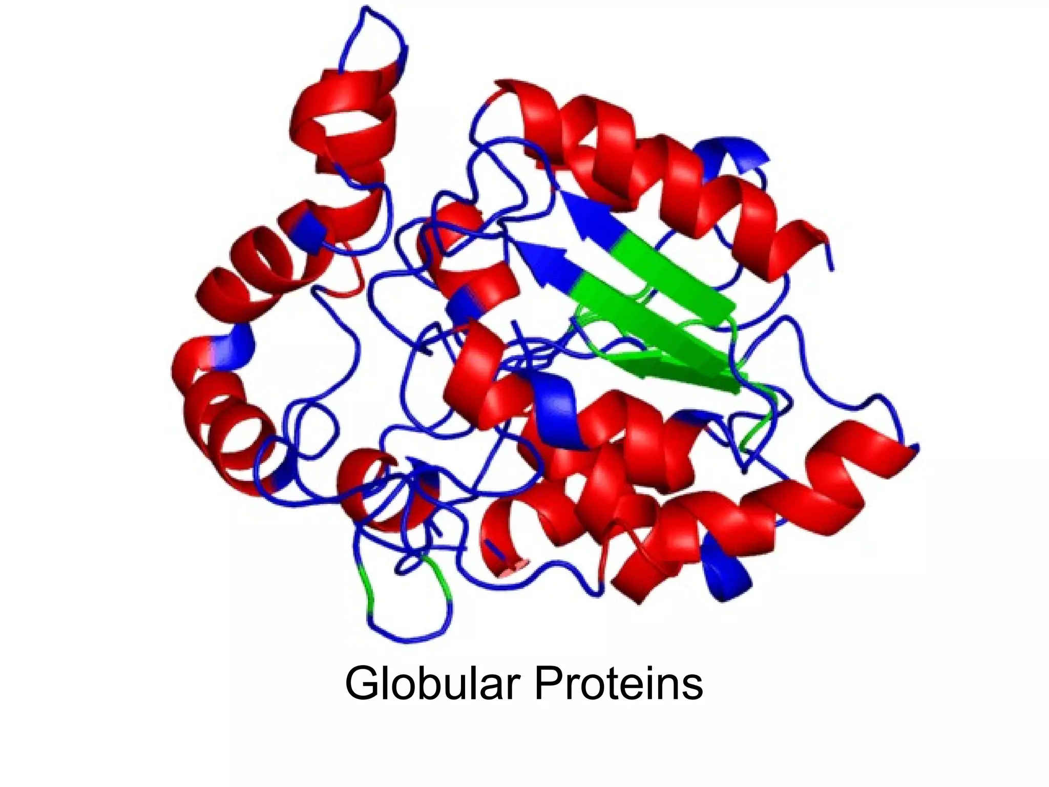 Globular Proteins
 