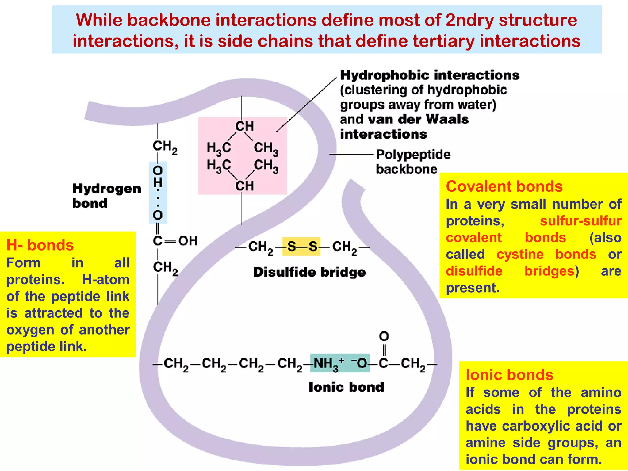 H- bonds
Form in all
proteins. H-atom
of the peptide link
is attracted to the
oxygen of another
peptide link.
Ionic bonds
If some of the amino
acids in the proteins
have carboxylic acid or
amine side groups, an
ionic bond can form.
Covalent bonds
In a very small number of
proteins, sulfur-sulfur
covalent bonds (also
called cystine bonds or
disulfide bridges) are
present.
While backbone interactions define most of 2ndry structure
interactions, it is side chains that define tertiary interactions
 