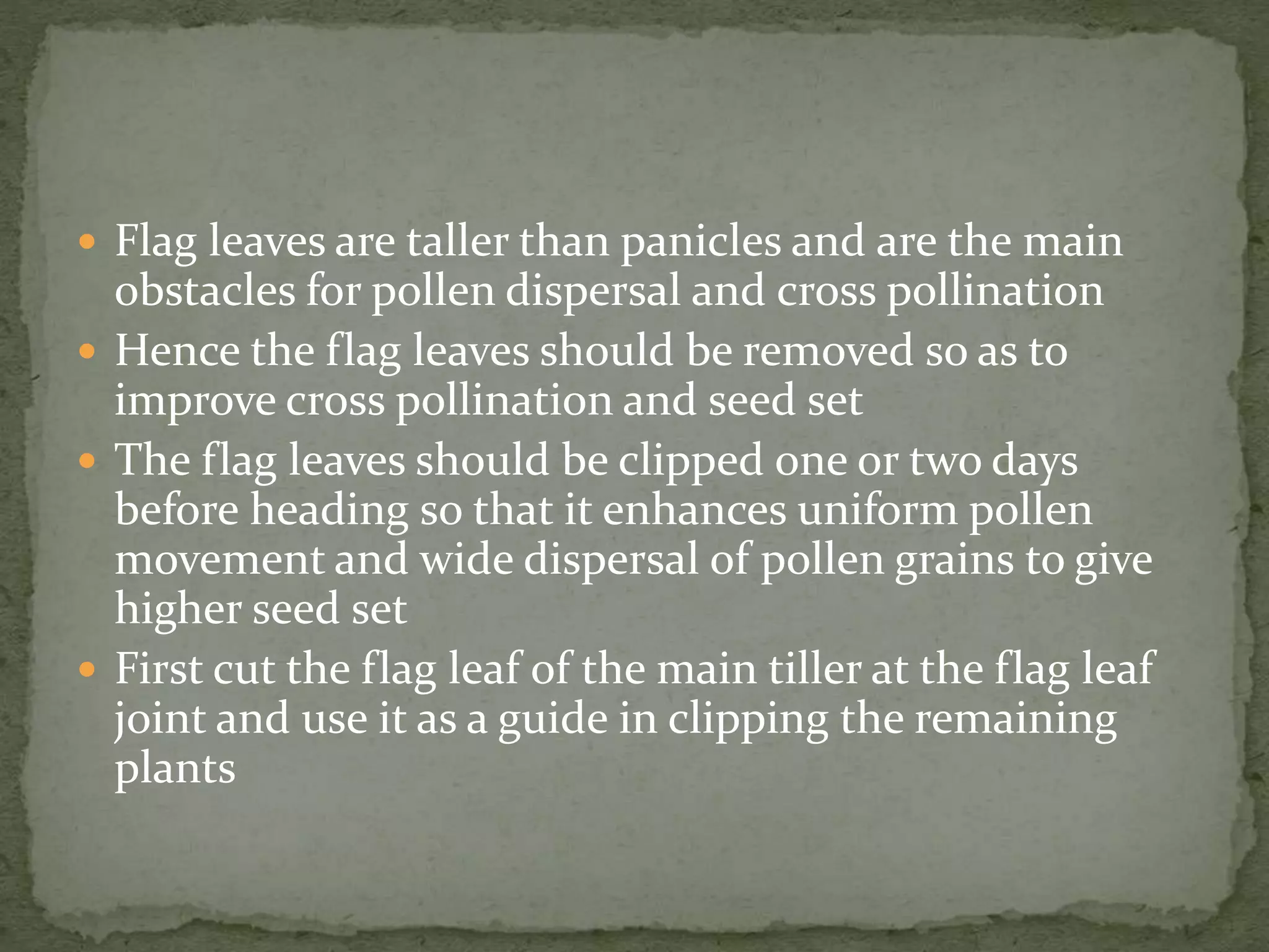  Flag leaves are taller than panicles and are the main
obstacles for pollen dispersal and cross pollination
 Hence the flag leaves should be removed so as to
improve cross pollination and seed set
 The flag leaves should be clipped one or two days
before heading so that it enhances uniform pollen
movement and wide dispersal of pollen grains to give
higher seed set
 First cut the flag leaf of the main tiller at the flag leaf
joint and use it as a guide in clipping the remaining
plants
 