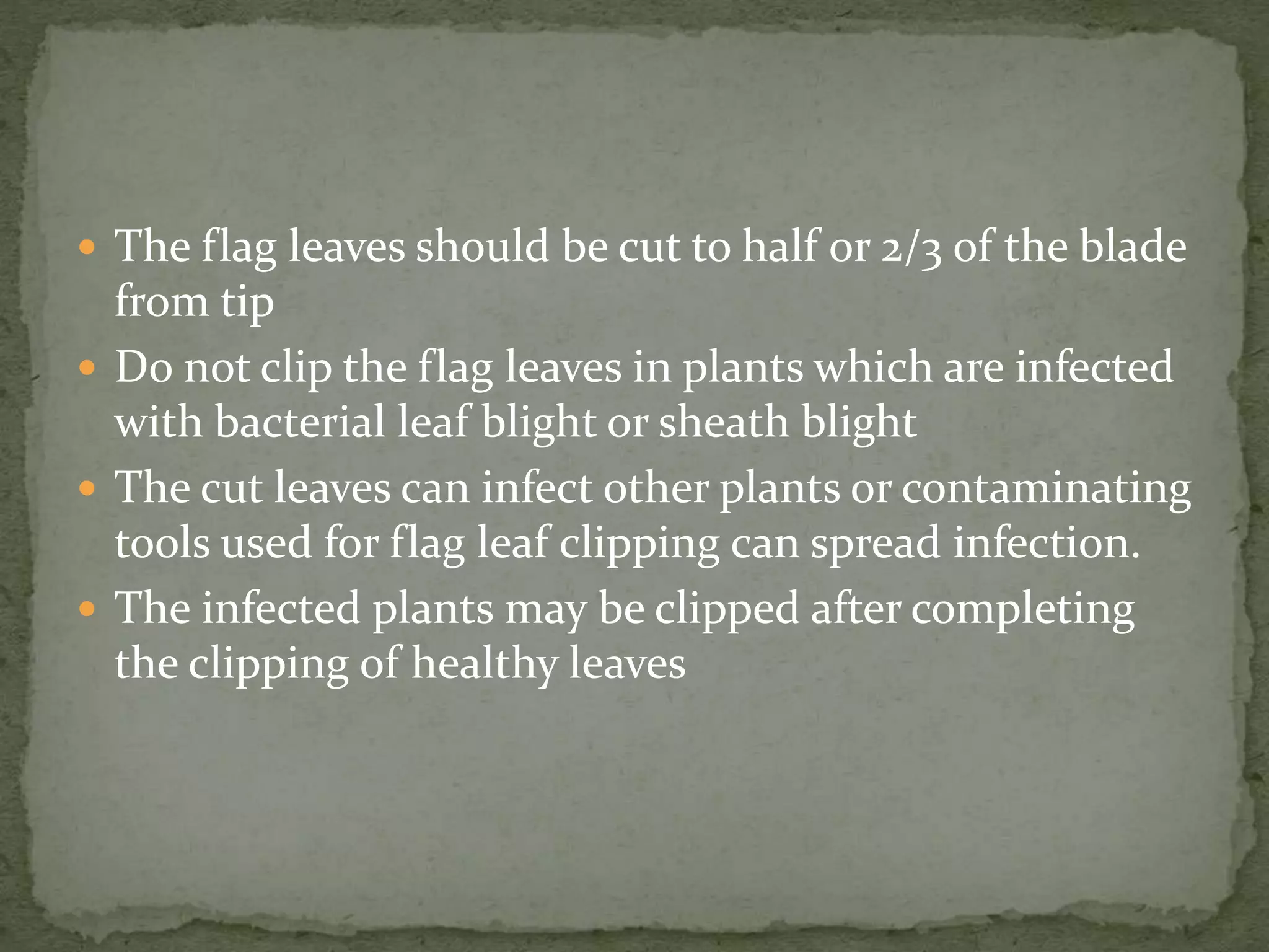  The flag leaves should be cut to half or 2/3 of the blade
from tip
 Do not clip the flag leaves in plants which are infected
with bacterial leaf blight or sheath blight
 The cut leaves can infect other plants or contaminating
tools used for flag leaf clipping can spread infection.
 The infected plants may be clipped after completing
the clipping of healthy leaves
 