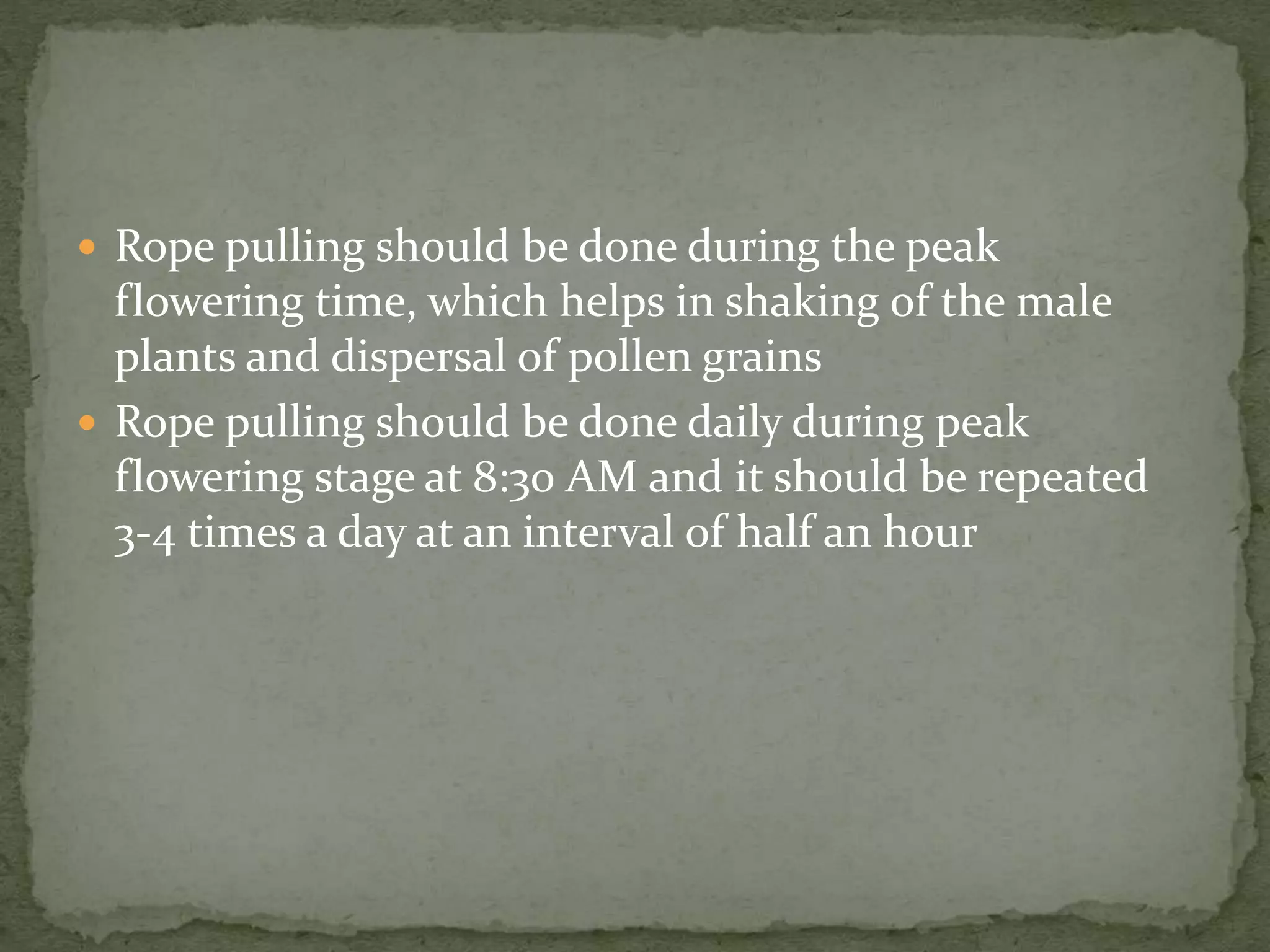  Rope pulling should be done during the peak
flowering time, which helps in shaking of the male
plants and dispersal of pollen grains
 Rope pulling should be done daily during peak
flowering stage at 8:30 AM and it should be repeated
3-4 times a day at an interval of half an hour
 