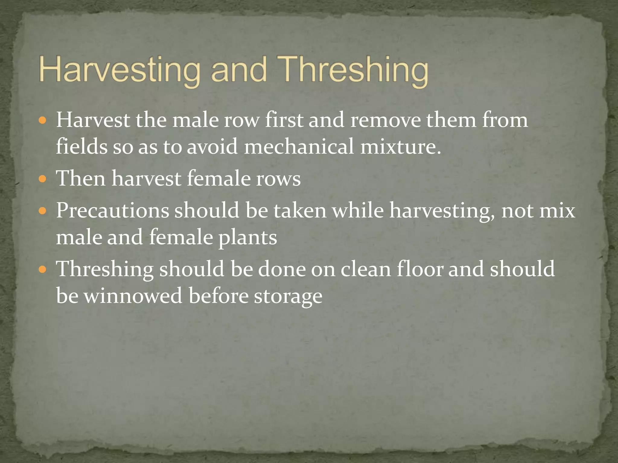  Harvest the male row first and remove them from
fields so as to avoid mechanical mixture.
 Then harvest female rows
 Precautions should be taken while harvesting, not mix
male and female plants
 Threshing should be done on clean floor and should
be winnowed before storage
 