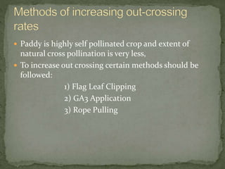  Paddy is highly self pollinated crop and extent of
natural cross pollination is very less,
 To increase out crossing certain methods should be
followed:
1) Flag Leaf Clipping
2) GA3 Application
3) Rope Pulling
 
