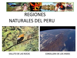 REGIONES
NATURALES DEL PERU
GALLITO DE LAS ROCAS CORDILLERA DE LOS ANDES
 
