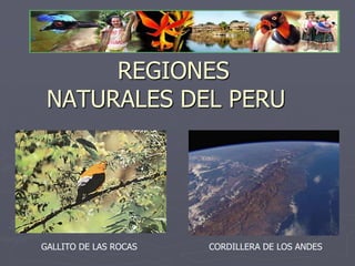 		REGIONES       NATURALES DEL PERU		 GALLITO DE LAS ROCAS CORDILLERA DE LOS ANDES 