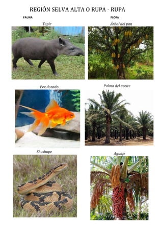 8 regiones | DOCX