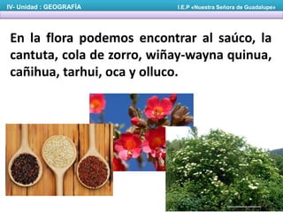 En la flora podemos encontrar al saúco, la
cantuta, cola de zorro, wiñay-wayna quinua,
cañihua, tarhui, oca y olluco.
IV- Unidad : GEOGRAFÍA I.E.P «Nuestra Señora de Guadalupe»
 