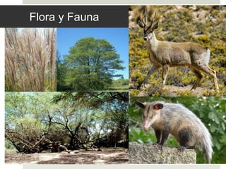 Flora y Fauna
 