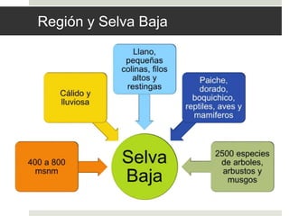Región y Selva Baja
 
