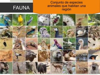 FAUNA
 