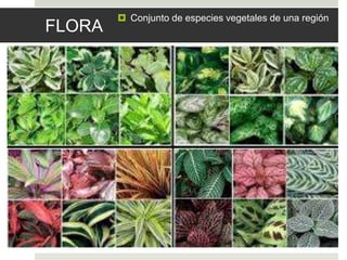 FLORA
 Conjunto de especies vegetales de una región
 