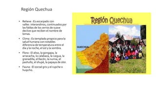 Región Quechua
• Relieve : Es escarpado con
valles interandinos, continuados por
las faldas de los cerros de suave
declive que reciben el nombre de
lomas.
• Clima : Es templado propicio para la
salud humana con notables
diferencia de temperatura entre el
día y la noche, el sol y la sombra.
• Flora : El aliso, la gongapa, la
arracacha, la calabaza, la caigua, la
granadilla, el llacón, la numia, el
pashullo, el shupè, la papaya de olor.
• Fauna : El zorzal gris y el rupche o
huipcho.
 