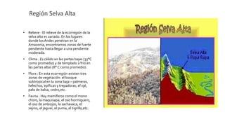 Región Selva Alta
• Relieve : El relieve de la ecorregión de la
selva alta es variado. En los lugares
donde los Andes penetran en la
Amazonía, encontramos zonas de fuerte
pendiente hasta llegar a una pendiente
moderada.
• Clima : Es cálido en las partes bajas (33°C
como promedio) y de templado a frío en
las partes altas (8° C como promedio).
• Flora : En esta ecorregión existen tres
zonas de vegetación: el bosque
subtropical en la zona baja – palmeras,
helechos, epíficas y trepadoras, el ojé,
palo de balsa, cedro,etc.
• Fauna : Hay mamíferos como el mono
choro, la maquisapa, el oso hormiguero,
el oso de anteojos, la sachavaca, el
sajino, el jaguar, el puma, el tigrillo,etc.
 