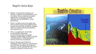 Región Selva Baja
• Relieve : Se presenta inclinado, con
pongos y cañones en la Selva Alta; y con
una vasta , llanura cubierta de tupida
vegetación, en donde se pueden
distinguir lasTAHUAMPAS o zonas
pantanosas.
• Clima : La Selva es la única región que
tiene el clima tropical que debería tener
nuestro territorio por su latitud. La Selva
Alta es la región más lluviosa del Perú
con mas de 4 rom.
• Flora : La vegetación de la Selva
es abundante, solamente
mencionaremos a las principales
especies: el Palo Balsa, el Cético, el Cube
, el Árbol del Pan , el Bomdonaje, el
Caucho, laYarina, la Caoba,etc
• Fauna : Al igual que la florar es
abundante, sólo citaremos, la sachavaca.
La Shushupe, el Lagarto, la Carapa, la
Taricaya, y gran variedad de aves como
el paicar el paujil, el huaracho, etc.
 
