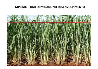 MPB IAC – UNIFORMIDADE NO DESENVOLVIMENTO
 