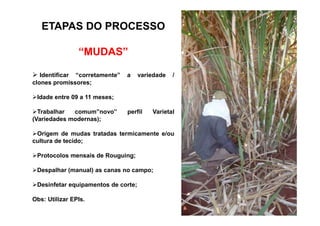 ETAPAS DO PROCESSO
“MUDAS”
Identificar “corretamente” a variedade /
clones promissores;
Idade entre 09 a 11 meses;
Trabalhar comum”novo” perfil VarietalTrabalhar comum”novo” perfil Varietal
(Variedades modernas);
Origem de mudas tratadas termicamente e/ou
cultura de tecido;
Protocolos mensais de Rouguing;
Despalhar (manual) as canas no campo;
Desinfetar equipamentos de corte;
Obs: Utilizar EPIs.
 