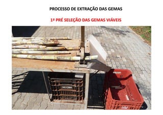 PROCESSO DE EXTRAÇÃO DAS GEMASPROCESSO DE EXTRAÇÃO DAS GEMAS
1ª PRÉ SELEÇÃO DAS GEMAS VIÁVEIS1ª PRÉ SELEÇÃO DAS GEMAS VIÁVEIS
 