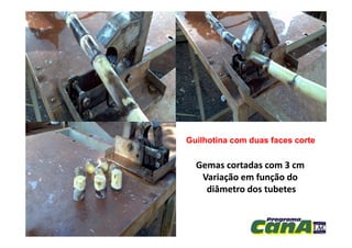 Gemas cortadas com 3 cmGemas cortadas com 3 cm
Variação em função doVariação em função do
diâmetro dos tubetesdiâmetro dos tubetes
Guilhotina com duas faces corteGuilhotina com duas faces corte
 