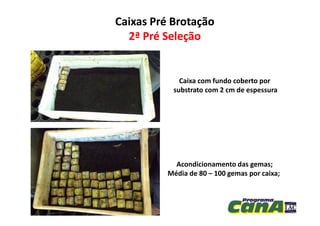 Caixas Pré BrotaçãoCaixas Pré Brotação
2ª Pré Seleção2ª Pré Seleção
Caixa com fundo coberto por
substrato com 2 cm de espessura
Acondicionamento das gemas;
Média de 80 – 100 gemas por caixa;
 