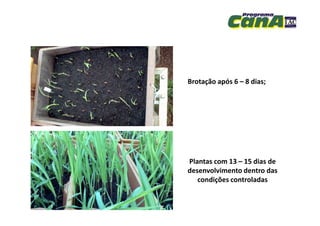 Brotação após 6 – 8 dias;
Plantas com 13 – 15 dias de
desenvolvimento dentro das
condições controladas
 