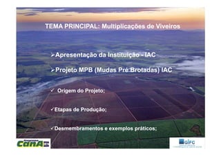Apresentação da InstituiçãoApresentação da Instituição -- IACIAC
Projeto MPB (Mudas Pré Brotadas) IACProjeto MPB (Mudas Pré Brotadas) IAC
TEMA PRINCIPAL: Multiplicações de ViveirosTEMA PRINCIPAL: Multiplicações de Viveiros
Origem do Projeto;Origem do Projeto;
Etapas de Produção;Etapas de Produção;
Desmembramentos e exemplos práticos;Desmembramentos e exemplos práticos;
 