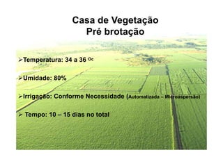 Casa de Vegetação
Pré brotação
Temperatura: 34 a 36 Oc
Umidade: 80%Umidade: 80%
Irrigação: Conforme Necessidade (Automatizada – Microaspersão)
Tempo: 10 – 15 dias no total
 