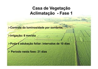 Casa de Vegetação
Aclimatação - Fase 1
Controle da luminosidade por sombrite;
Irrigação: 8 mm/diaIrrigação: 8 mm/dia
Poda e adubação foliar: intervalos de 10 dias
Período nesta fase: 21 dias
 