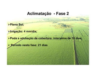 Aclimatação - Fase 2
Pleno Sol;
Irrigação: 4 mm/dia;
Poda e adubação de cobertura: intervalos de 10 dias;
Período nesta fase: 21 dias
 