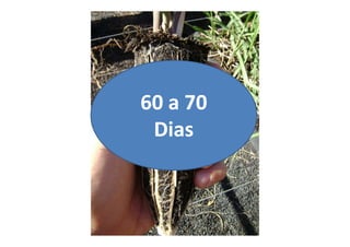 60 a 7060 a 70
DiasDiasDiasDias
 