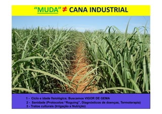“MUDA”≠≠ CANA INDUSTRIALCANA INDUSTRIAL
1 - Ciclo e idade fisiológica; Buscamos VIGOR DE GEMA
2 - Sanidade (Protocolos:“Roguing”, Diagnósticos de doenças, Termoterapia)
3 - Tratos culturais (Irrigação e Nutrição)
 