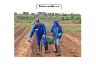 Plantio com Matraca
 