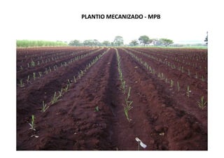 PLANTIO MECANIZADOPLANTIO MECANIZADO -- MPBMPB
 