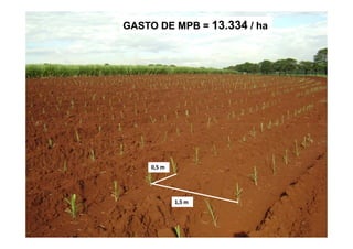 GASTO DE MPB =GASTO DE MPB = 13.33413.334 / ha/ ha
1,5 m1,5 m
0,5 m0,5 m
 