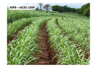 MPBMPB –– IAC91IAC91--10991099
 