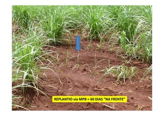REPLANTIO via MPB = 60 DIAS “NA FRENTE”REPLANTIO via MPB = 60 DIAS “NA FRENTE”
 
