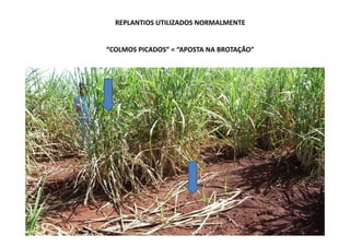 REPLANTIOS UTILIZADOS NORMALMENTE
“COLMOS PICADOS” = “APOSTA NA BROTAÇÃO”
 