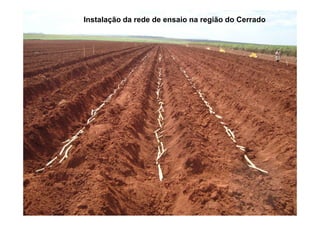 Instalação da rede de ensaio na região do Cerrado
 
