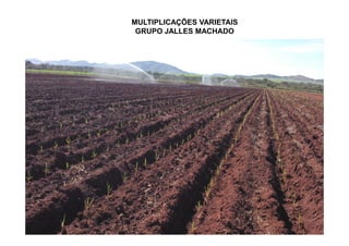 MULTIPLICAÇÕES VARIETAIS
GRUPO JALLES MACHADO
 