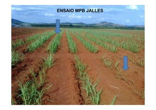 ENSAIO MPB JALLESENSAIO MPB JALLES
 