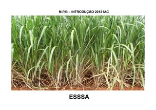 M.P.M.P.BB –– INTRODUÇÃO 2012 IACINTRODUÇÃO 2012 IAC
ESSSAESSSA
 