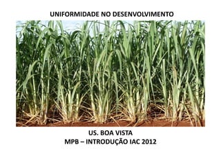 UNIFORMIDADE NO DESENVOLVIMENTO
US. BOA VISTA
MPB – INTRODUÇÃO IAC 2012
 