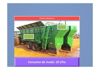 Plantio Mecânico
Consumo de muda: 18 t/haConsumo de muda: 18 t/ha
 
