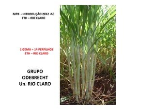 MPB - INTRODUÇÃO 2012 IAC
ETH – RIO CLARO
1 GEMA = 14 PERFILHOS
ETH – RIO CLAROETH – RIO CLARO
GRUPO
ODEBRECHT
Un. RIO CLARO
 