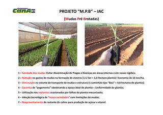 PROJETO “M.P.B” – IAC
((MMudasudas PPréré BBrotadas)rotadas)
1 – Sanidade das mudas: Evitar disseminação de Pragas e Doenças em áreas internas e em novas regiões;
2 – Redução no gastos de mudas na formação de viveiros (1,5 Ton = 1,0 Hectare plantio): Economia de 16 ton/ha.
3 – Diminuição no volume de transporte de mudas e estrutura (1 caminhão tipo “Baú” = 4,0 hectares de plantio);
4 – Garantia de “pegamento” obedecendo a época ideal de plantio – Uniformidade do plantio;
5 – Utilização nos replantios ocasionados por falhas do plantio mecanizado;
6 – Adoção tecnológica de “novas variedades” com limitações de mudas;
7 – Reaproveitamento do restante do colmo para produção de açúcar e etanol.
 