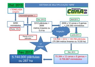 1 TONELADA
(origem)
6250
minirebolos
5312 plântulas =
2656
metros lineares ou
0,4 ha
2656 x 12 canas x 5 gemas
= 159.360 minirebolos
Insumos(fungicidas...)
SISTEMA DE MULTIPLICAÇÃO “MPB”
Perda 15%
Out. 2013
Dez. 2012 Abril 2013
Irrigação
Dez. 2013
135.456 + 5312 = 140.768 plântulas
(70.384 metros lineares ou 10,55 ha)
Fev. 2015
Plantio a 0,5 m
plântulas
Junho 2013
70.384 x 12 canas x 8 gemas =
6.756.867 minirebolos
5.744.000 plântulas
ou 287 ha
17
meses
 