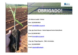 OBRIGADO!
Dr. Marcos Landell – Diretor
Fone: (16) 98148-9813
E-mail: mlandell@iac.sp.gov.br
Eng. Agr. Daniel Nunes – Gestor Regional Centro-Oeste/Norte
Fone: (16) 98148-9812
E-mail: dnunes@iac.sp.gov.br
Eng. Agr. Thiago Nogueira - P&D e Variedades
Fone: (16) 982599999
E-mail: nogueira@fundag.br
 