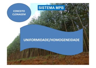 CONCEITOCONCEITO
CLONAGEMCLONAGEM
SISTEMA MPB
UNIFORMIDADE/HOMOGENEIDADEUNIFORMIDADE/HOMOGENEIDADE
 