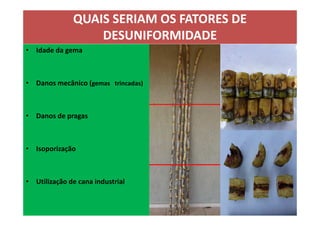 QUAIS SERIAM OS FATORES DEQUAIS SERIAM OS FATORES DE
DESUNIFORMIDADEDESUNIFORMIDADE
• Idade da gema
• Danos mecânico (gemas trincadas)
• Danos de pragas• Danos de pragas
• Isoporização
• Utilização de cana industrial
 